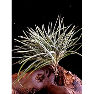 Sehr Seltene XXL Regenwald Tillandsien Tillandsia Bandensis mit Mehrfachstamm 1x Pflanze aus Deutscher Nachzucht
