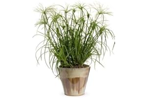 SAMENCHILISHOP (IMMER NUR EINMAL VERSAND) Echter Papyrus *Cyperus Papyrus 25 Samen.Der Blickfang an jedem Garten-Teich