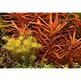 Lincspplant Mixed Tropical Live Aquarium Plants (5 Strand Ringed