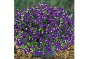 Portal Cool 8 Piante Aubretia Chianti viola perenne Aubrieta Plug