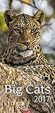 Image de Big Cats - Kalender 2017