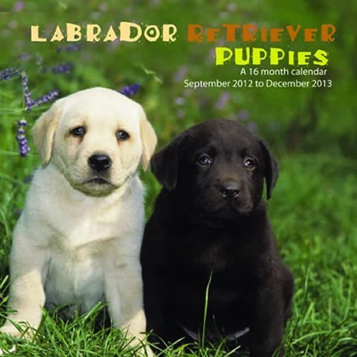 Labrador Retriever Puppies 2013 Wall Calendar by Magnum (2012-08-23)