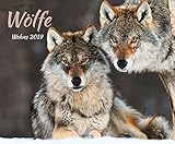 Wölfe 208919 2019: Großer Wandkalender. Foto-Kunstkalender über den Wolf. Querformat 55 x 45,5 cm. Hochwertiges Foliendeckblatt. by 