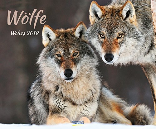 Wölfe 208919 2019: Großer Wandkalender. Foto-Kunstkalender über den Wolf. Querformat 55 x 45,5 cm. Hochwertiges Foliendeckblatt.