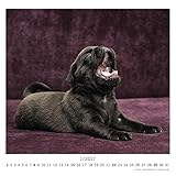 Image de Der Mops 2017 - Wandkalender