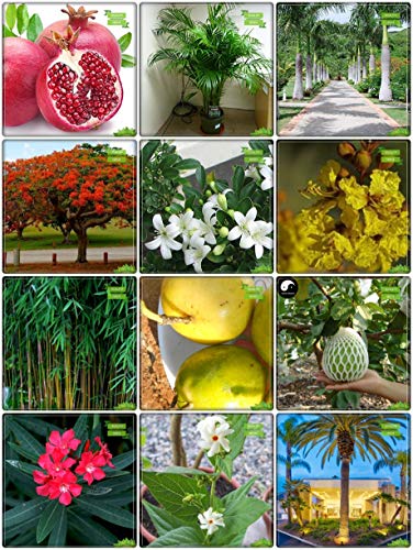Creative Farmer Seeds With Instruction Combo Fruit & Fruit : Passion Fruit - Yellow, Thailand Guava, Areca Palm, Bottle Palm Seeds, Small Bamboo, Date Palm, Gulmohar, Murrayya Exotica, Copperpod, Nerium Indicum, Nyctanthes Arbortristis, Pomagranate Kitchen Garden Pack