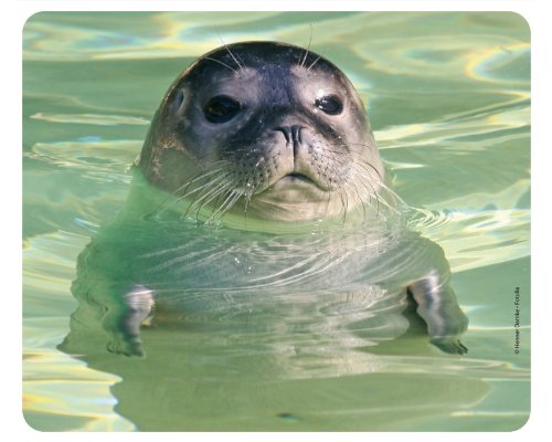 "SEEHUND IM WASSER" (MOTIV 97) Tier-Mousepad: Qualitäts-Mousepad aus extrem reissfestem Spezialkautschuk mit stark haftender Unterseite für optimalen Halt - kompatibel für alle Maustypen