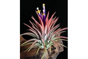 WFW WASSERFLORA Tillandsia ionantha rubra