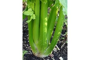 MAGIC GARDEN SEEDS Apio "Green Utah" (Apium graveolens) - aprox. 400 semillas