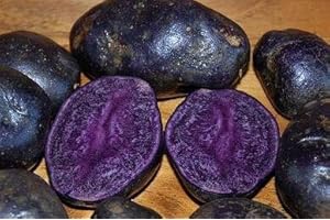 SVI freschi 50pcs semi di patata dolce di verdure per l'impianto di viola scuro