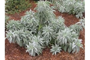 SVI California Bianco Sage100 + Semi ~ Sacra Salvia Apiana Cerimoniale Aromatico