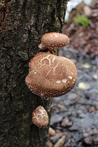 Bio Shiitake Körner Pilzbrut – Pilze selber züchten – Körnerbrut - 3