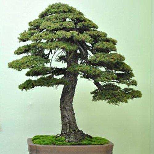 Bruhm Com Indoor Windowsill Gardening Gift Grow Your Own Norway Spruce Bonsai Tree Kit Bonsai Plants Seedlings