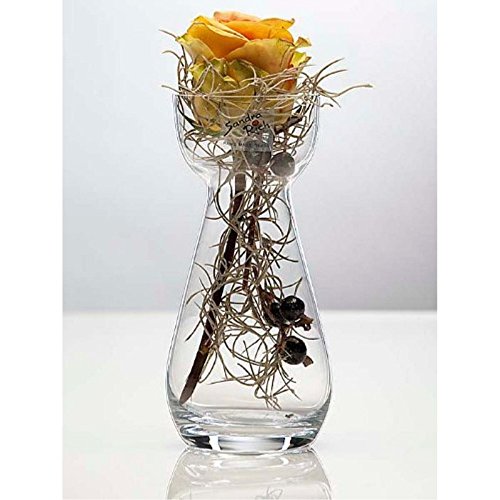 6er SET Glasvasen HYACINTH H. 17cm D. 7cm transparent Glas klar Sandra Rich