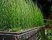 Produktbild PLAT FIRM GERMINATIONSAMEN: Winter-Schachtelhalm ââ'¬šSchachtelhalm Fernââ'¬˜ gesund leben e buspflanze 2-3 ft