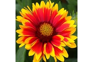 ARBORIX 6 x Gaillardia 'Arizona Sun' - Perenni Vaso 9cm x 9cm