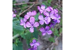 Lunaire- Monnaie du pape 200 graines