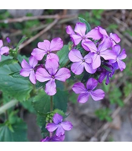 15 Graines De Monnaie Du Pape (Lunaria Annua) – Fleurs Et Fruits Argentés Pour Jardin