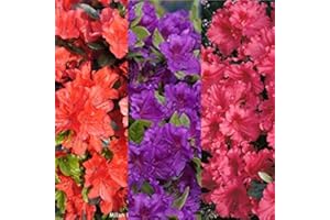 Carbeth Plants Azalea Plant - 3 x 9cm Mixed Azaleas Ready to Plant Outdoor - Geisha Orange, Purple, Red Evergreen Shrubs - Garden Plants in Pots for Outside