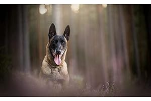 Dipema Diamant Painting Bilder,Belgian Malinois,5d Diamant Painting Voll Set für Erwachsene und Kinder,DIY Diamant Arts Craft für Home Wand-Decor-40cmx50cm