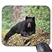 Produktbild Wristband Black Bear On an Old Growth Log in The Mouse Pad Computer Accessories Anti-Friction 18X22