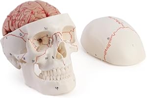 ERWEY Anatomiczny szkielet czaszki do nauczania anatomii, cyfrowy szyty model czaszki z mózgiem, mózg składa się z ośmiu części