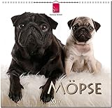 MÖPSE - Original Stürtz-Kalender 2017 - Mittelformat-Kalender 33 x 31 cm by 