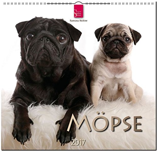 MÖPSE - Original Stürtz-Kalender 2017 - Mittelformat-Kalender 33 x 31 cm