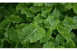 GENERIC Kale daubenton | Evercropping Perennial Veg | 9cm Potted Plant
