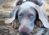 Weimaraner - Ein Welpenjahr (Wandkalender 2019 DIN A4 quer): Das erste Lebensjahr eines Weimaraners (Monatskalender, 14 Seiten ) (CALVENDO Tiere) by 
