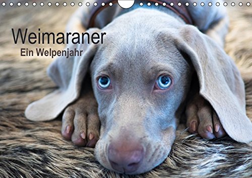 Weimaraner - Ein Welpenjahr (Wandkalender 2019 DIN A4 quer): Das erste Lebensjahr eines Weimaraners (Monatskalender, 14 Seiten ) (CALVENDO Tiere)
