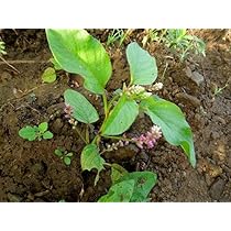 Yetuk anal dick porno video Porno filmda Nadejda Sysoeva