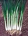 Produktbild AGROBITS Welsh Onion Parade F1 (fistulosum) Dutch Hybrid Non-GMO
