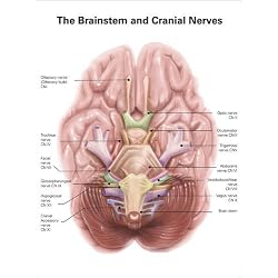 Cuadro sobre lienzo 100 x 130 cm: Anatomy of human brain stem and cranial nerves.