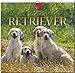 Golden Retriever 2015 - Original Stürtz-Kalender - Mittelformat-Kalender 33 x 31 cm by Sabine Stuewer
