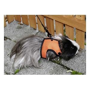 SPORT Arnés para conejillos de Indias con correa flexible de 120 cm