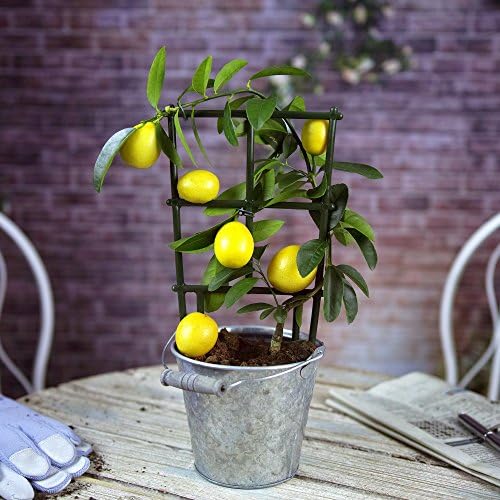 Citrus Lemon Tree - Grow Your Own - 13cm Plant - House/Office Live Indoor Pot Plant Tree - Ideal Gift In 15cm Silver Dimple Pot