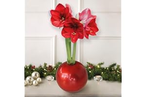 Amaryllis Red in Decorative Red Globe – 1x Indoor Winter Flowering House Plant, Easy to Grow, Vibrant Festive Display, Perfect for Home Décor or Seasonal Gift by Thompson & Morgan