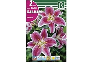 ROCALBA BULBO LILIUM - AZUCENA - LIRIO STARGAZER - 2 UD.…