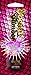 Devoted Creations Social Climber DHA Free Bronzer 20ml Sachet