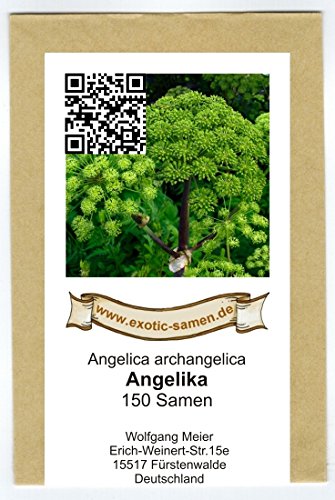 Arznei-Engelwurz – Echter Engelwurz – Angelica archangelica – Gewürz- und Arzneipflanze – 150 Samen - 2