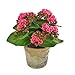 Produktbild Künstliche Kalanchoe FAJRA mit Blüten, rosa, 22 cm - Deko Blume / Kunst Pflanze - artplants