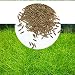 Produktbild elegantstunning Aquarium Pflanzensamen Wasser Wasser Gras Dekoration als Garten Aquarium Vordergrund Pflanze