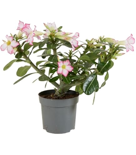 Rosa Del Deserto (Adenium Obesum) - Pianta Grassa Colorata, Vaso Primaverile - Foto 3