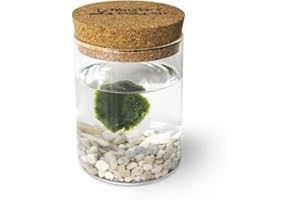 KAKI LA FELICITÀ È NELLE PICCOLE COSE Marimo Original Sughero La Felicità – Singolo (Fondale Bianco)