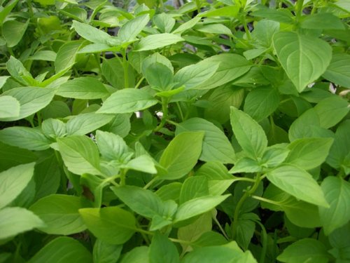 Ocimum basilicum lemon - Zitronen-Basilikum - 100+ Samen