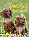 Image de Dackel - Kalender 2018