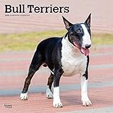 Bull Terriers - Bull Terrier 2020 - 16-Monatskalender mit freier DogDays-App: Original BrownTrout-Kalender [Mehrsprachig] [Kalender] (Wall-Kalender) by 