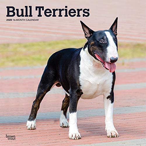 Bull Terriers - Bull Terrier 2020 - 16-Monatskalender mit freier DogDays-App: Original BrownTrout-Kalender [Mehrsprachig] [Kalender] (Wall-Kalender)