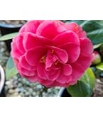 Camelia Rossa 'Fire Ball' In Vaso ø14 Cm - Pianta Vera Per Giardino E Balcone - Foto 4